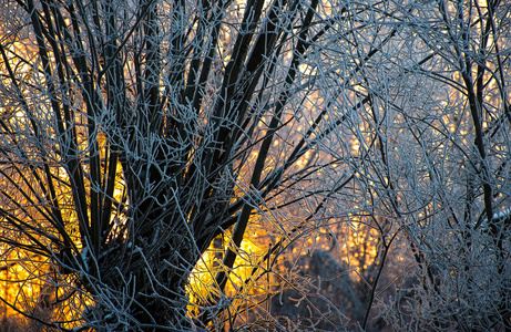 雪中明亮的阳光松树林