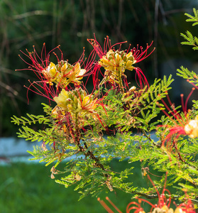 花园里一朵不寻常的花