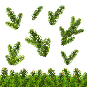 杉树隔离孤立的白色背景梯度网格矢量插图