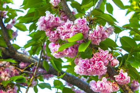 樱花花枝开花树