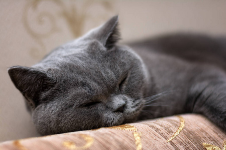 英国短毛猫睡在沙发上