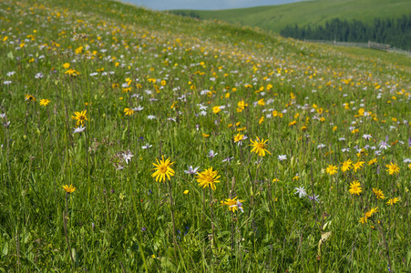 以彩色山花为背景或纹理的绿色山地草地。 药用植物阿尼卡蒙大拿州在高山草甸开花。