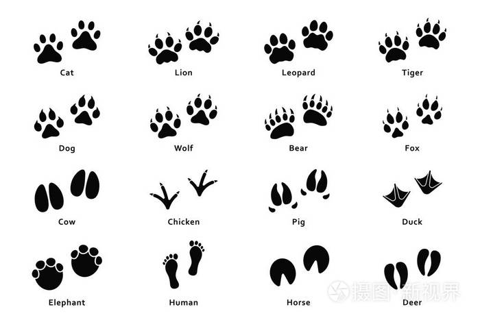 一套不同的动物和鸟类的脚印和痕迹.