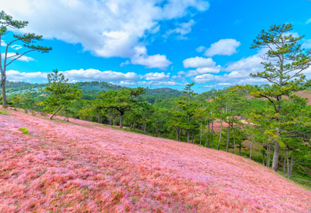 在达拉特越南，粉红色的草山与松树形成对比，为达拉特旅游创造了美好的景象