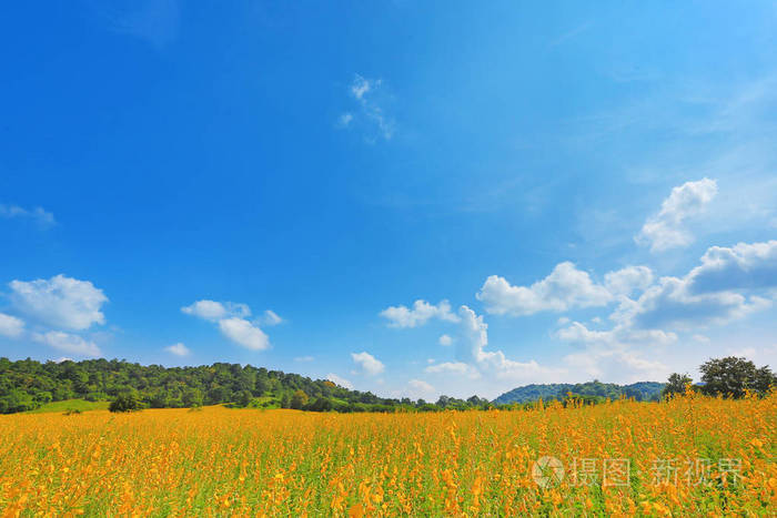 晴天有山的美丽的黄花太阳场. 风景背景.