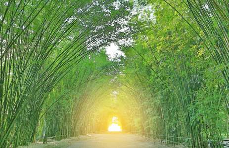 竹子隧道和人行道在大自然中阳光透过。
