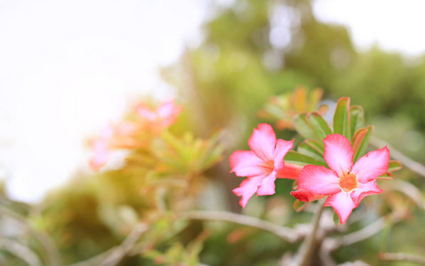粉红色的杜鹃花在夏天的花园里，有阳光。