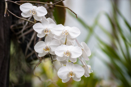 种植温室花园兰花苗圃。架子上的兰花和藤本