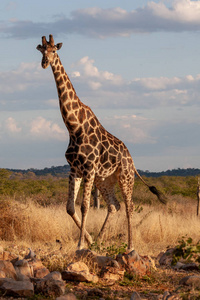 热带草原上的长颈鹿。 野生动物图片。 非洲