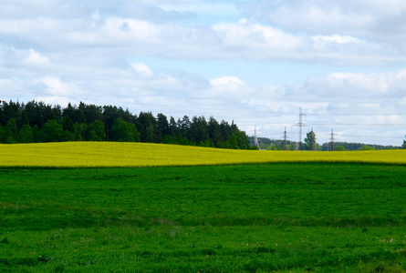 乡村美妙的草地。 黄色和绿色的田野。