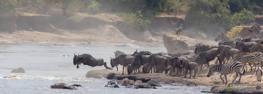 野生动物图片。 非洲。 巨大的野生动物迁徙。 野生动物图片。 非洲