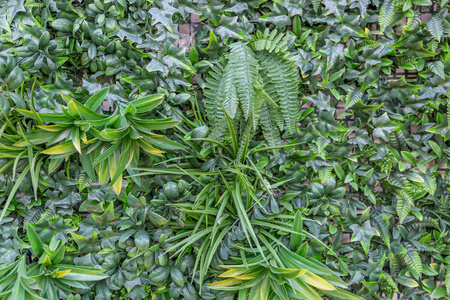 美丽的翡翠绿色植物的背景热带风格