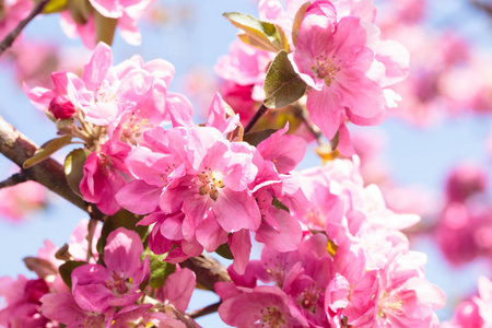 苹果树的开花。 盛开的花朵的春天背景。 白色和粉红色的花。 美丽的自然景象，有一棵开花的树。 春天的花。 美丽的花园。 抽象模糊