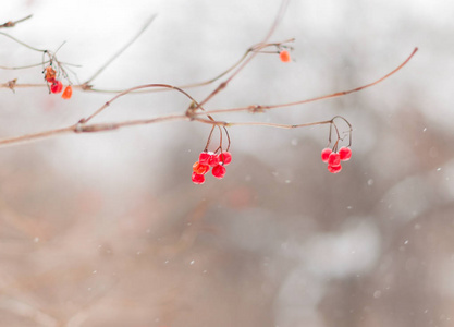 带雪的颤音的分支