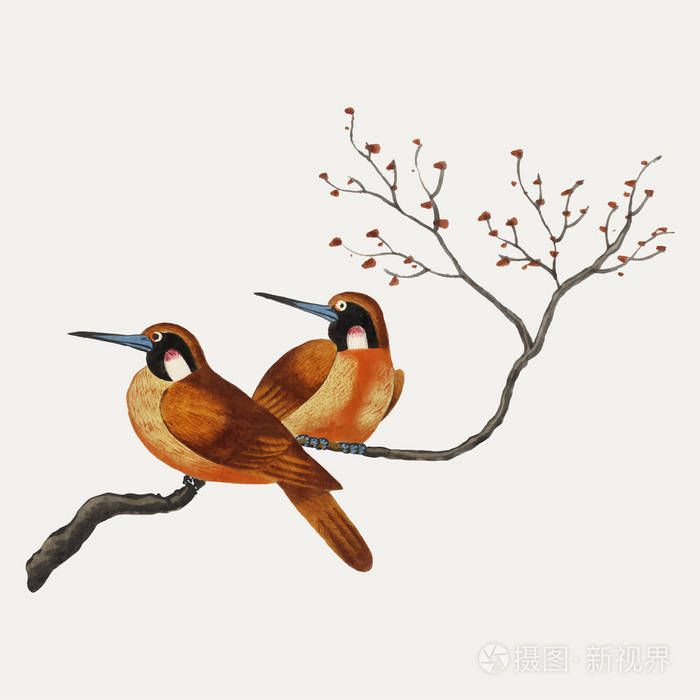 中国画在一棵开花的树枝上有两只鸟.