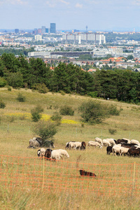 在福伦伯格自然公园的佩尔赫托尔德斯多夫荒地上吃草的羊群。查看维也纳, 奥地利