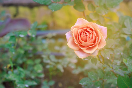 花园里盛开的橙色玫瑰，有温暖的光线。