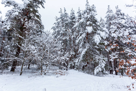 雪冬林，有高大的松树，雪树。 冬天的仙女森林覆盖着雪