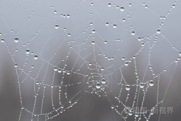 雨后水滴覆盖的蛛网