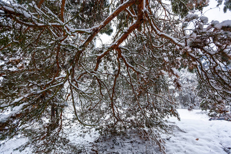 雪冬林，有高大的松树，雪树。 冬天的仙女森林覆盖着雪