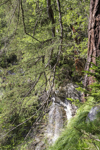 蒙特罗萨附近格雷斯尼山谷的高山木材