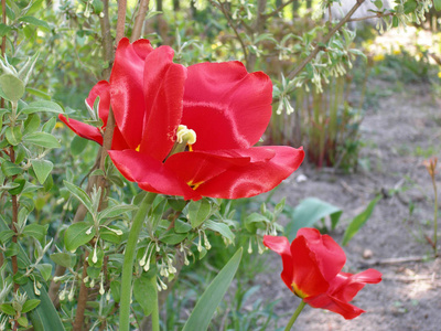 红色郁金香在花园里盛开。