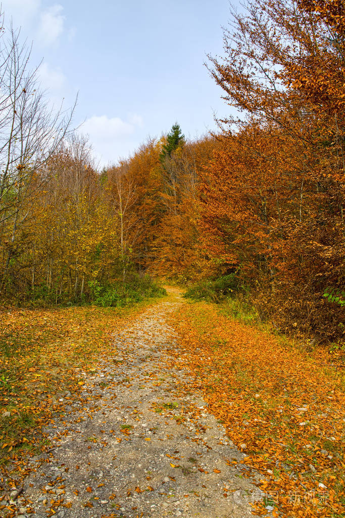 秋天的乡村道路,美丽的树叶风景,树木和森林里的一条路.