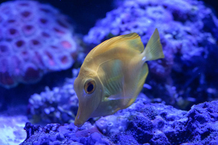 黄汤咸水水族馆鱼