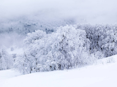 冬天山上有雪的松树