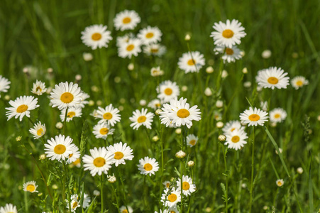 白色雏菊在夏天开放，有选择地集中在田野上。 自然背景，盛开的雏菊花在阳光明媚的日子里关闭。