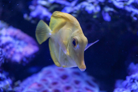 黄汤咸水水族馆鱼