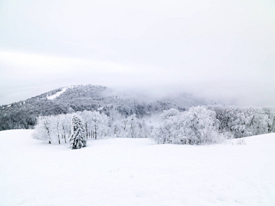 冬天山上有雪的松树