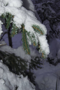 冬天的时候。 绿松的针叶覆盖着闪闪发光的雪。