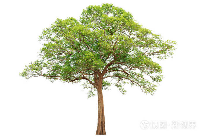 白色背景上孤立的大树 用于设计广告和建筑的隔离热带树木
