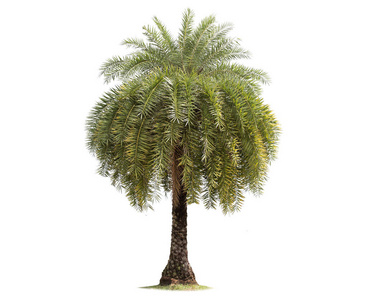白色背景上孤立的大棕榈树。大棕榈树数据库，植物园，泰国亚洲自然元素