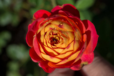 美丽的彩色玫瑰，上面有水滴