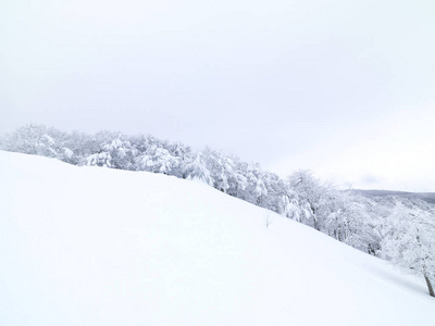 冬天山上有雪的松树