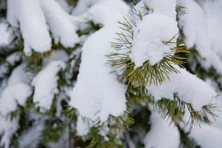 白雪覆盖的树枝