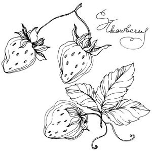 向量草莓果。黑白雕刻水墨艺术。被隔绝的草莓例证元素