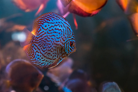 热带淡水水族馆，水中有美丽的彩色鱼