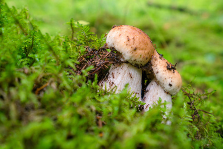 林中绿苔上的蘑菇