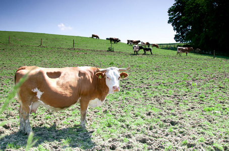 一群奶牛站在绿色的草地上