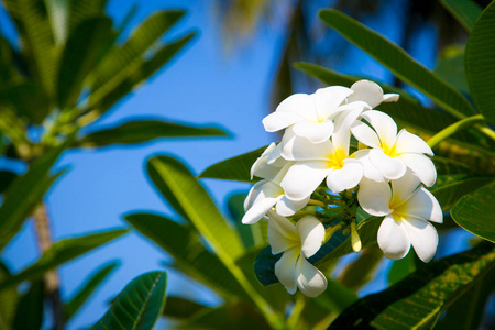 梅花是白色的，黄色的在树上开花。 自然背景。 社交网络的背景。 自然的春天背景。