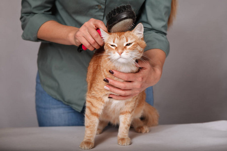 女人梳理一只红色条纹猫。 红猫刷牙时放松。 宠物护理的概念。