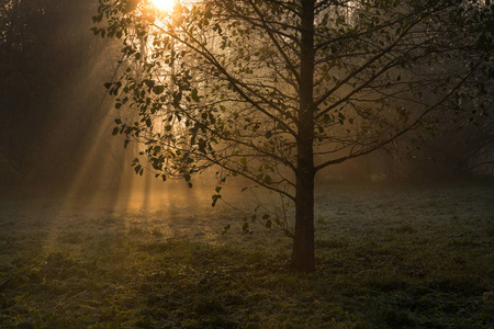 金色的阳光穿透了秋晨初雾蒙蒙的树木