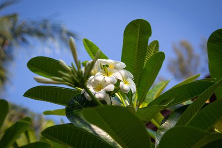 梅花是白色的，黄色的在树上开花。 自然背景。 社交网络的背景。