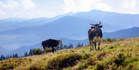 乌克兰喀尔巴阡山牧场上有两头奶牛。