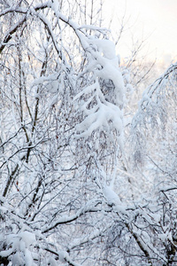 城市降雪树装饰着一大层冬雪