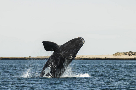 阿根廷巴塔哥尼亚巴尔德斯半岛鲸鱼跳跃