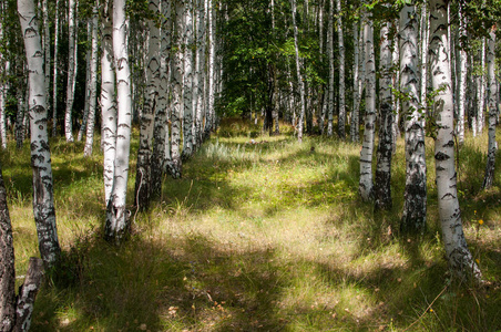 在夏天的白桦林里散步对居住在大都市的健康非常有用
